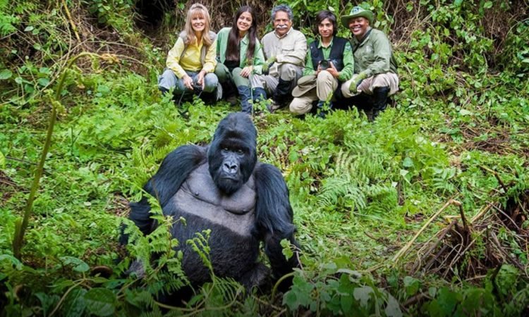 GorillatrekkinginBwindiA